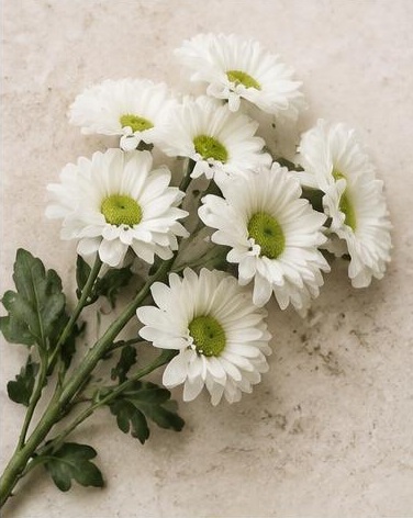 Pom-Pom Daisies — representative flower image
