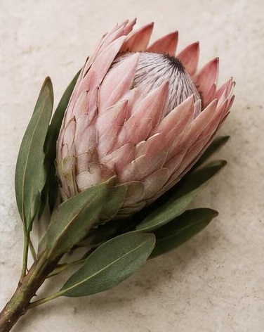 Protea Pink Ice — representative flower image