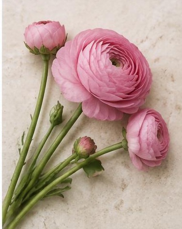 Ranunculus — representative flower image