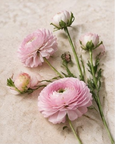 Ranunculus Butterfly — representative flower image