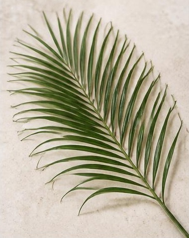 Robellini — representative flower image