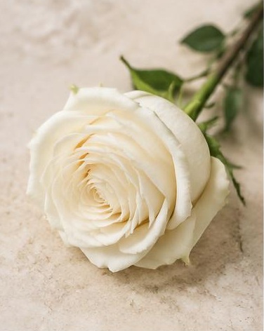 Rose Playa Blanca — representative flower image