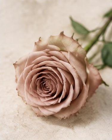 Rose Quicksand — representative flower image