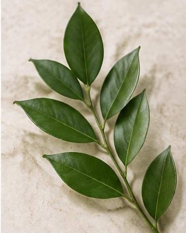 Ruscus Israeli — representative flower image