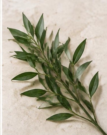 Ruscus Italian — representative flower image