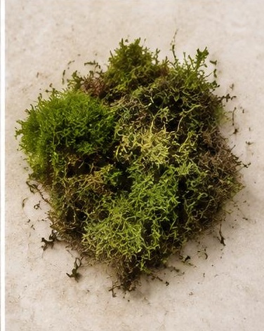 Sheet Moss — representative flower image