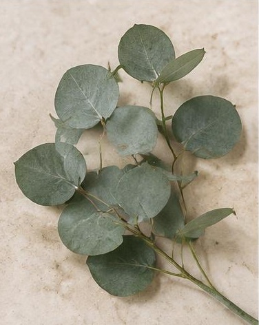 Silver Dollar — representative flower image