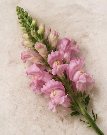 Snapdragon — representative flower image