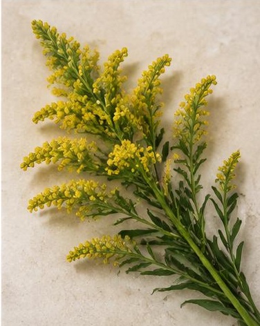 Solidago — representative flower image