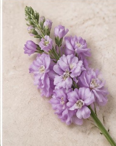 Stock — representative flower image
