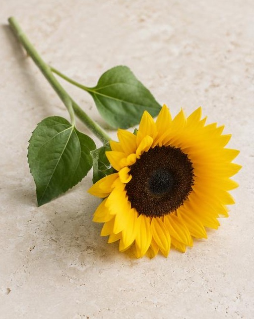 Sunflower — representative flower image