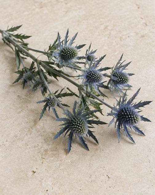 Thistle — representative flower image