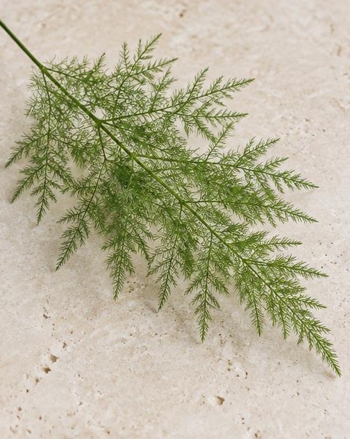 Tree Fern — representative flower image