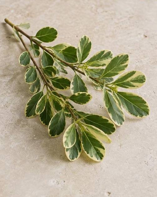 Var Pittasporum — representative flower image